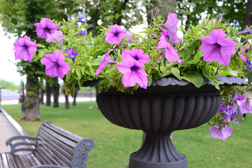 flowers in a garden