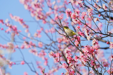早春のウメの花に小鳥のメジロ
