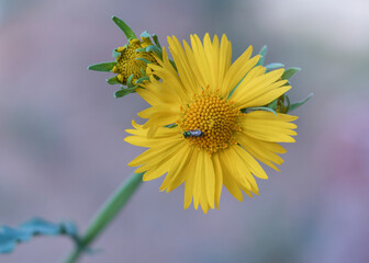 Close-up of sun flower sitting a bee on flower.
