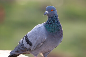 Indian Pigeon OR Rock Dove - The rock dove, rock pigeon, or common pigeon is a member of the bird family Columbidae. In common usage, this bird is often simply referred to as the 