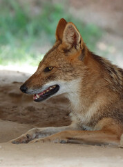 Black Backed Jackal staring towards the camera, Silver Backed Jackal sitting.