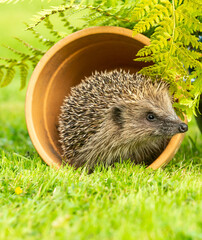 Portrait of a wild, native, European hedgehog in natural garden habitat with green grass and ferns.  Facing right.  Scientific name: Erinaceus Europaeus. Vertical.  Copy Space.