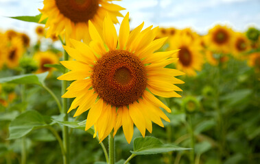 Obraz premium Sunflower natural background, Sunflower blooming, Sunflower oil improves skin health and promote cell regeneration, Thailand