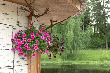 pots with blooming petunias on the wall of the house, gazebos, flowers indicate the entrance to the...