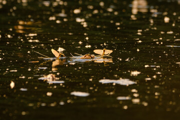Tisza mayflies (Palingania longicauda) swarming, River Tisza, Hungary