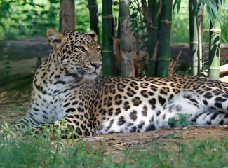 Fototapeta na wymiar Persian leopard (Panthera pardus saxicolor) is a magnificent animal from which it comes genuine respect. Leopard