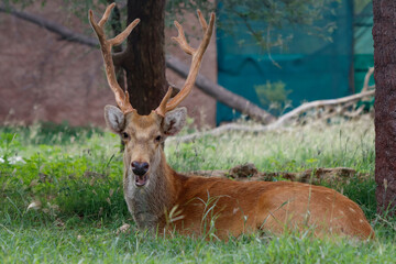 Close up of a young male Cheetal (also known as spotted or axis) deer.
