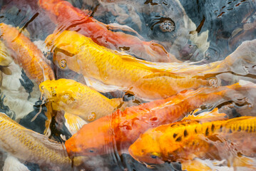 Koi Japanese carp