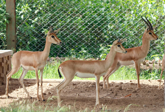 indian gazzelle also known as chinkara.