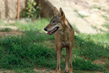 an indian wolf (Canis lupus pallipes)stands on the rock, which is is a subspecies of grey wolf that ranges from Southwest Asia to the Indian Subcontinent.