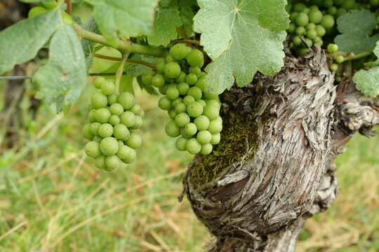 Beautiful green grape plants in French vineyard in Burgundy region, near the Joigny town in Yonne, famous for its wine production in the fields nearby, Green grapes in August during summer in France.