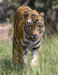 Great tiger male in the nature habitat.  Wildlife scene with danger animal. Hot summer in India. Dry area with beautiful indian tiger, Panthera tigris