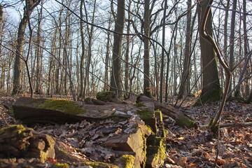 autumn leaves on the ground