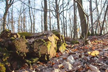 autumn leaves on the ground