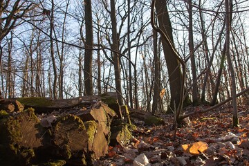 autumn leaves on the ground
