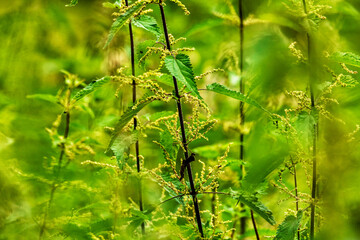 Feld der großen Brennessel