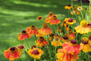 Orange helenium sneezeweed 'Sahin's Early Flowerer' in flower
