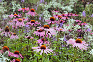 Echinacea 'Pink Parasol' and Echinacea pallida 'pale purple' in flower