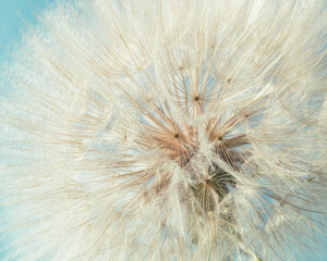 Fluffy dandelion in sunlight, flowery background. Beautiful flower close up. Abstract natural texture