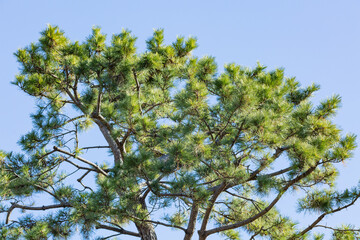green leaves of pine tree and blue sky in yoyogi park, tokyo, japan
