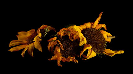 Sunflowers isolated on black background with clipping path