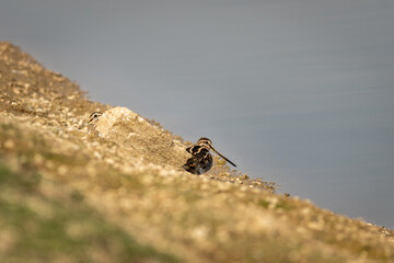 Common snipe or Gallinago gallinago in pair keoladeo national park or bharatpur bird sanctuary rajasthan india