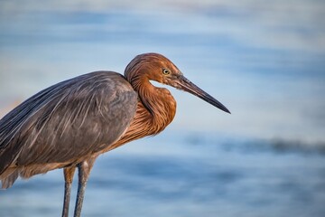 Reddish egret on the shore in Sanibel, Florida