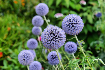 Echinops 'Taplow Blue' globe thistle in flower