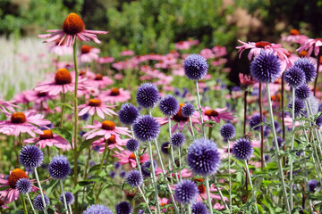 Echinacea 'Pink Parasol' and Echinops ritro Veitch's Blue globe thistle in flower