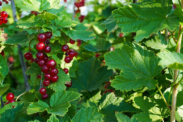 Ripe red currants close-up as background. Fruit of ripe red currant. Ripe red currant berries on a bush branch on a sunny day (Ribes rubrum)