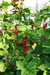 Ripe red currants close-up as background. Fruit of ripe red currant. Ripe red currant berries on a bush branch on a sunny day (Ribes rubrum)