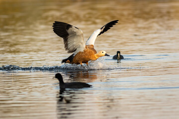 ruddy shelduck or brahminy duck closeup with full wingspan landing or touching water surface at wetland of keoladeo national park or bharatpur bird sanctuary rajasthan india - tadorna ferruginea