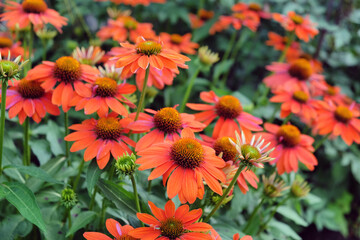 Echinacea 'Sombrero Adobe Orange' in flower