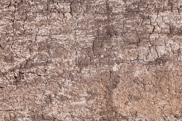 Texture old wood background.