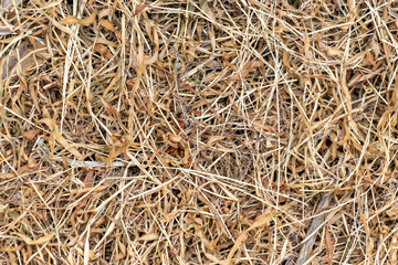 乾燥した干し草