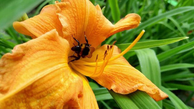Close-up on a flower with a bee. It sits on a flower, pollen grains get stuck in hairs and it mechanically transfers pollen to another flower