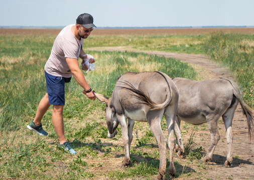Young man feeding a wild donkeys out of hand. Wildlife, mammals, animals and nature concept. High quality photo