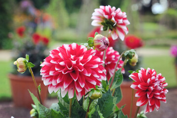 Dahlia 'Maxi Tampico' in flower