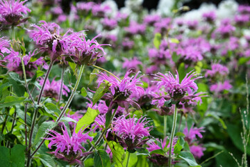 Monarda Blaustrumpf 'beebalm' in flower