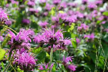Monarda Blaustrumpf 'beebalm' in flower