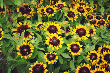 Rudbeckia 'Solar Eclipse' in flower