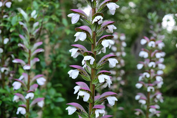 Tall Bear breech in flower