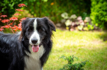 Black and white Border Collie dog. The dog is looking at the camera. A beautiful and very clever dog is resting in the garden. Border Collie in the open air.