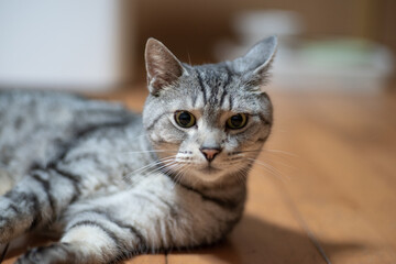 見つめる猫　サバトラ猫