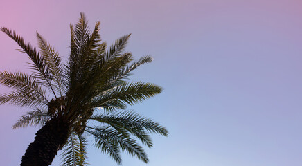 palm tree on the background of pink sunset