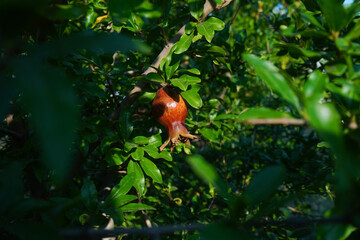 Red ripe pomegranate fruit on tree branch in the garden, soft selective focus. Colorful image with place for text, close up.