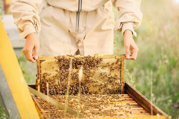Female beekeeper working at apiary, closeup