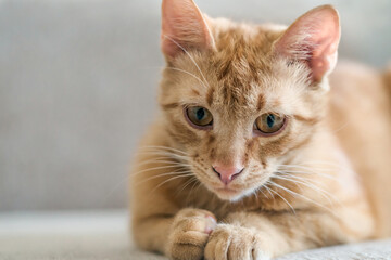 A red fluffy cat lying on the couch of the house. Domestic pets.