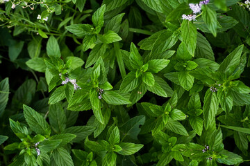 Mint plant grow at vegetable garden. Fresh green young mint. nature background with spearmint herbs. - 448957054