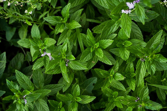 Mint plant grow at vegetable garden. Fresh green young mint. nature background with spearmint herbs.
